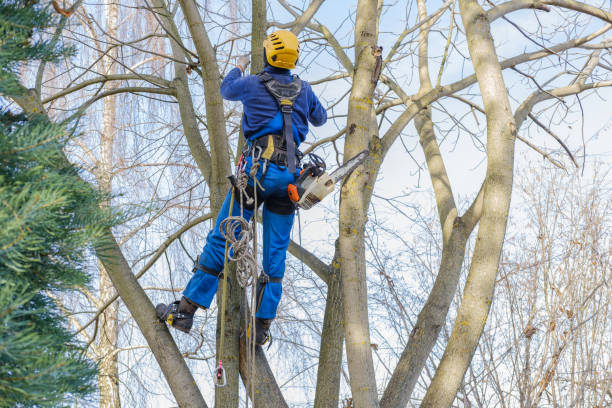  Zanesville, OH Tree Care Pros