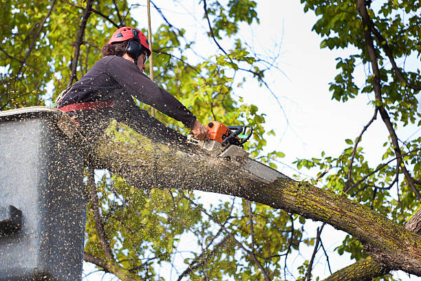 Best Grass Overseeding  in Zanesville, OH